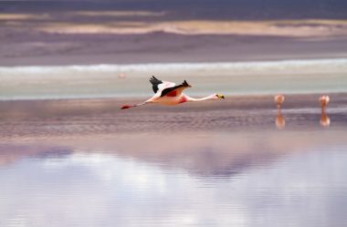 Salar de Uyuni: Os pontos mais bonitos!